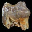 Hyracodon (Running Rhino) Tooth - South Dakota #60968-1